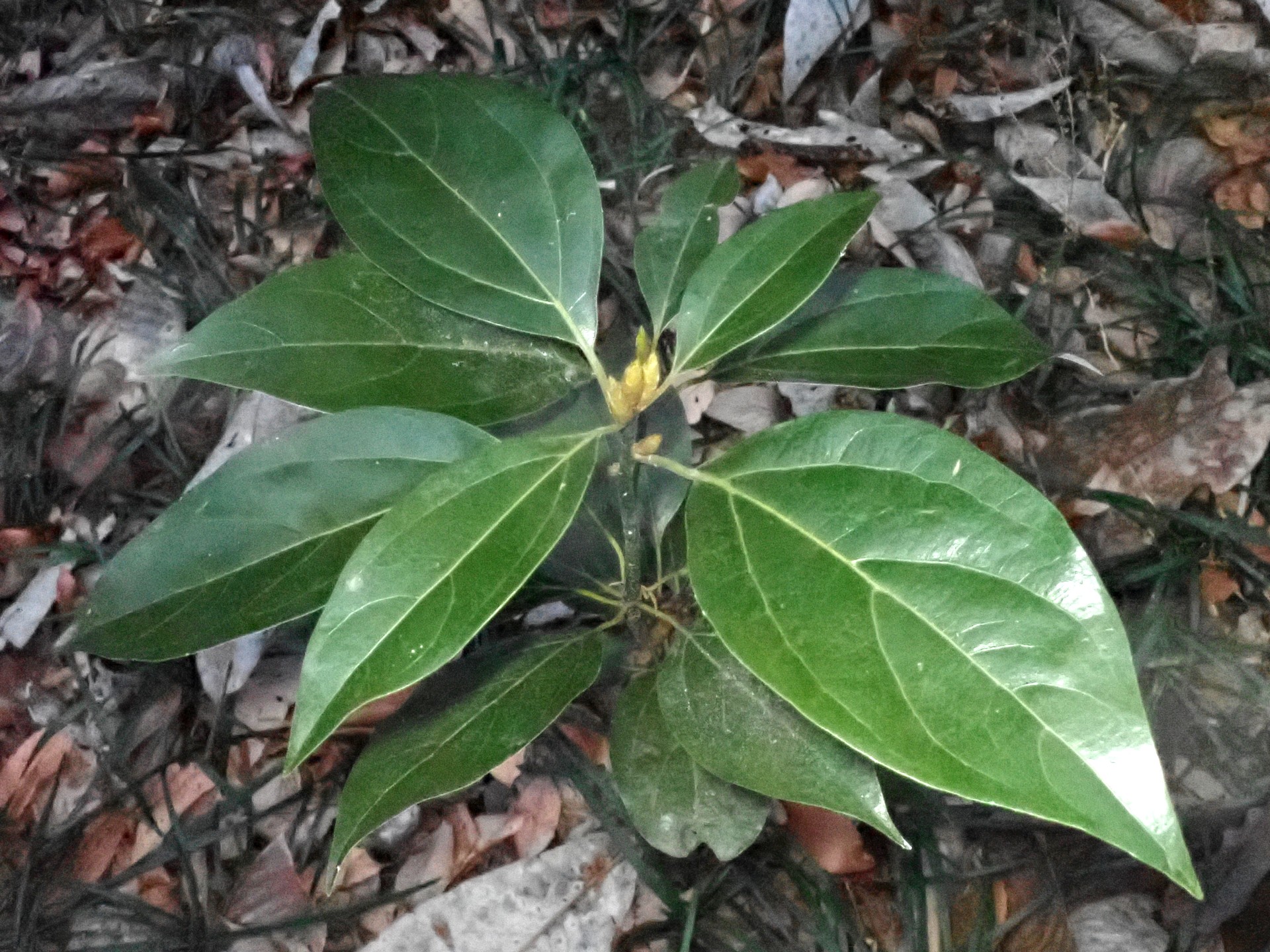 シロダモの幼木です。葉に光沢があります。横浜市 青葉区 寺家ふるさと村で、2024年1月18日に撮影したものです。