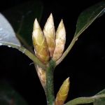 シロダモの新芽の高画質写真です。緑の葉が出てくるはずですが、新芽は白っぽいベージュ色です。横浜市 青葉区 寺家ふるさと村で、2024年1月18日に撮影したものです。