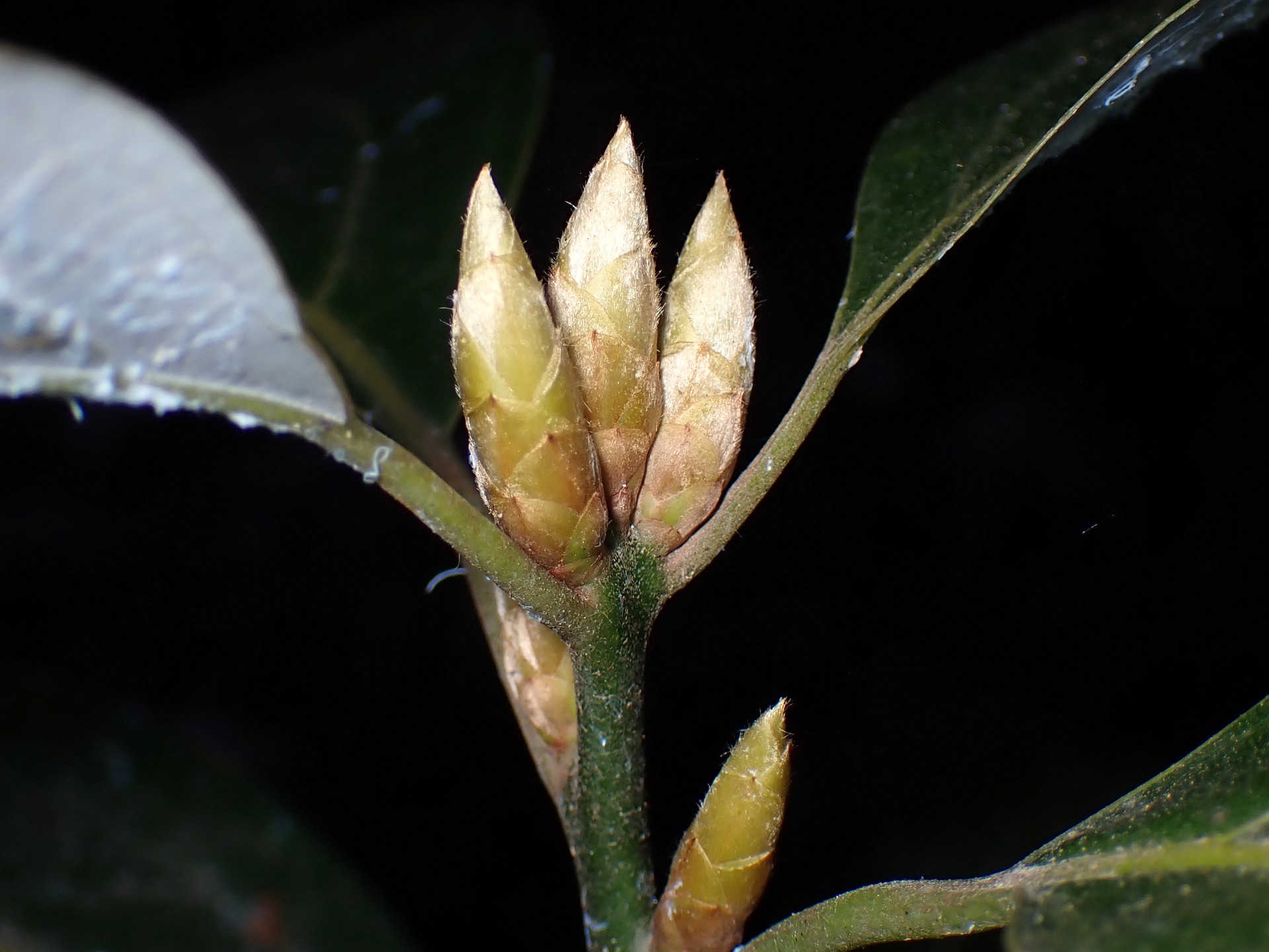 シロダモの新芽の高画質写真です。緑の葉が出てくるはずですが、新芽は白っぽいベージュ色です。横浜市 青葉区 寺家ふるさと村で、2024年1月18日に撮影したものです。