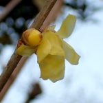 ソシンロウバイの花とつぼみの高画質写真です。黄色い花びらが綺麗に写っています。横浜市 青葉区 寺家ふるさと村付近で、2024年1月6日に撮影したものです。