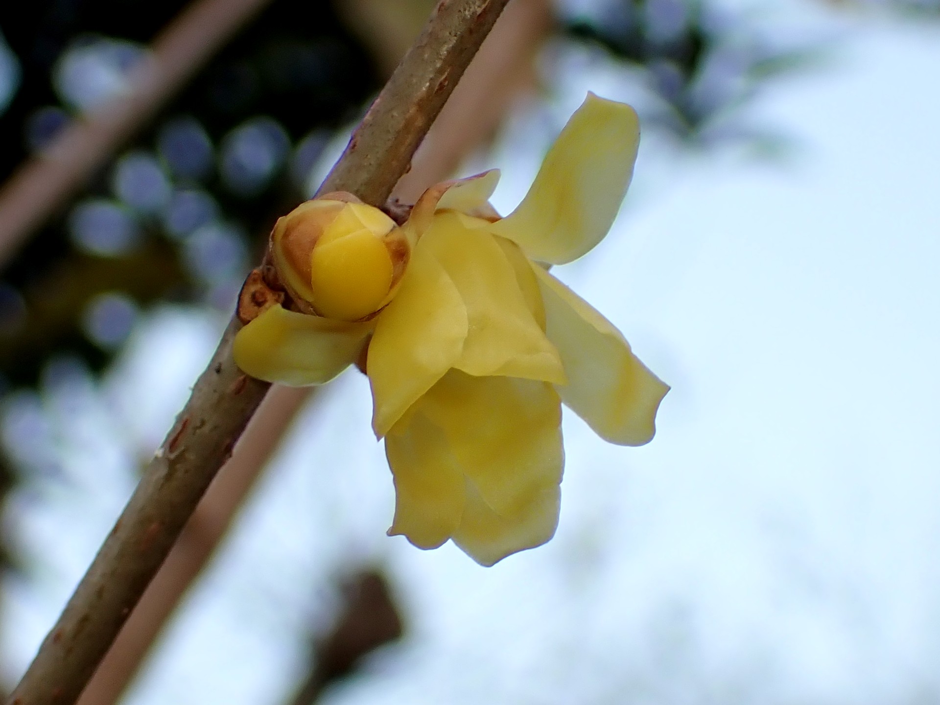ソシンロウバイの花とつぼみの高画質写真です。黄色い花びらが綺麗に写っています。横浜市 青葉区 寺家ふるさと村付近で、2024年1月6日に撮影したものです。