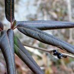 スイカズラの実、古くなった葉、及び新芽の高画質写真です。横浜市 青葉区 寺家ふるさと村で、2024年1月12日に撮影したものです。