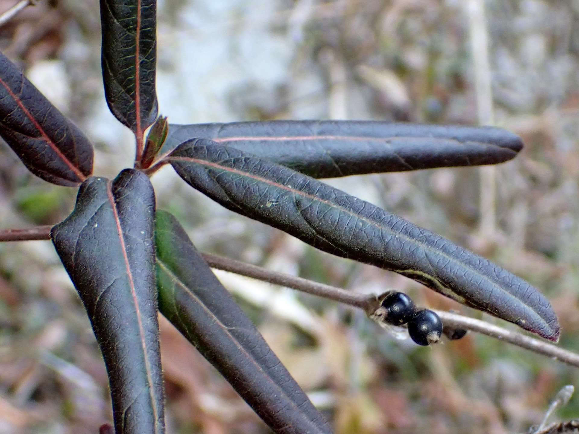 スイカズラの実、古くなった葉、及び新芽の高画質写真です。横浜市 青葉区 寺家ふるさと村で、2024年1月12日に撮影したものです。