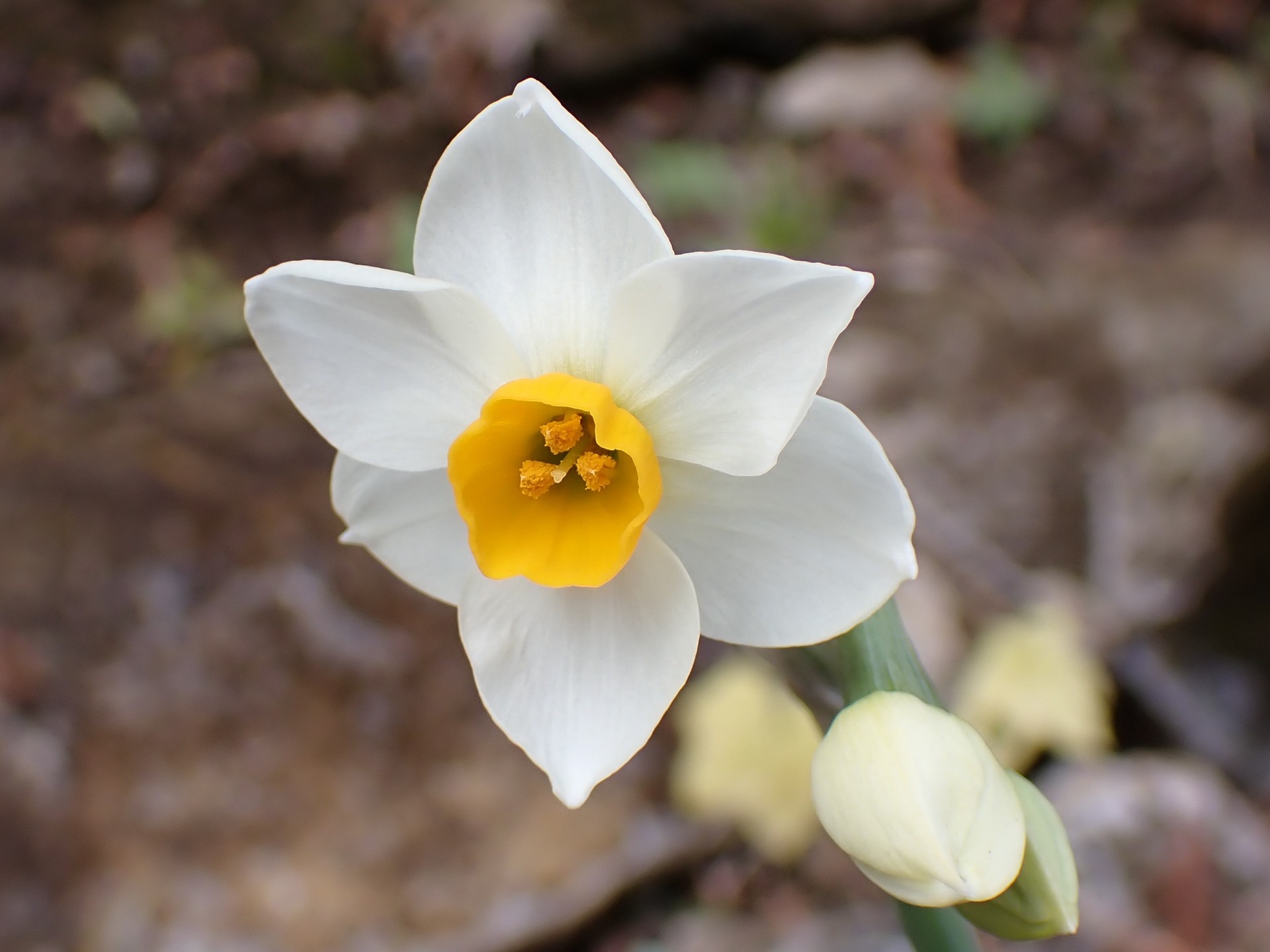 スイセンの花に高画質写真です。中央の雄しべに花粉が付いている様子がはっきり写っています。横浜市 青葉区 J-ふるさと村で、2024年1月3日に撮影したものです。