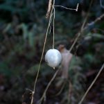 スズメウリの実の高画質写真です。細いツルに付いているため鳥が食べ難く残ったと思われます。横浜市 青葉区 寺家ふるさと村で、2024年1月5日に撮影したものです。