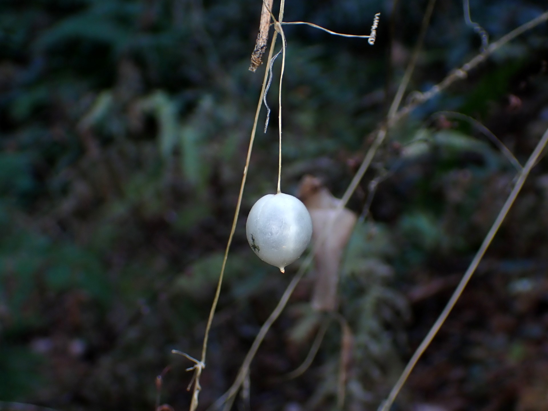 スズメウリの実の高画質写真です。細いツルに付いているため鳥が食べ難く残ったと思われます。横浜市 青葉区 寺家ふるさと村で、2024年1月5日に撮影したものです。
