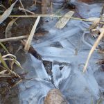 田んぼの中の氷の高画質写真です。最低気温が3.7度でも厚さ数ミリの氷が出来ています。横浜市 青葉区 寺家ふるさと村で、2024年1月8日に撮影したものです。