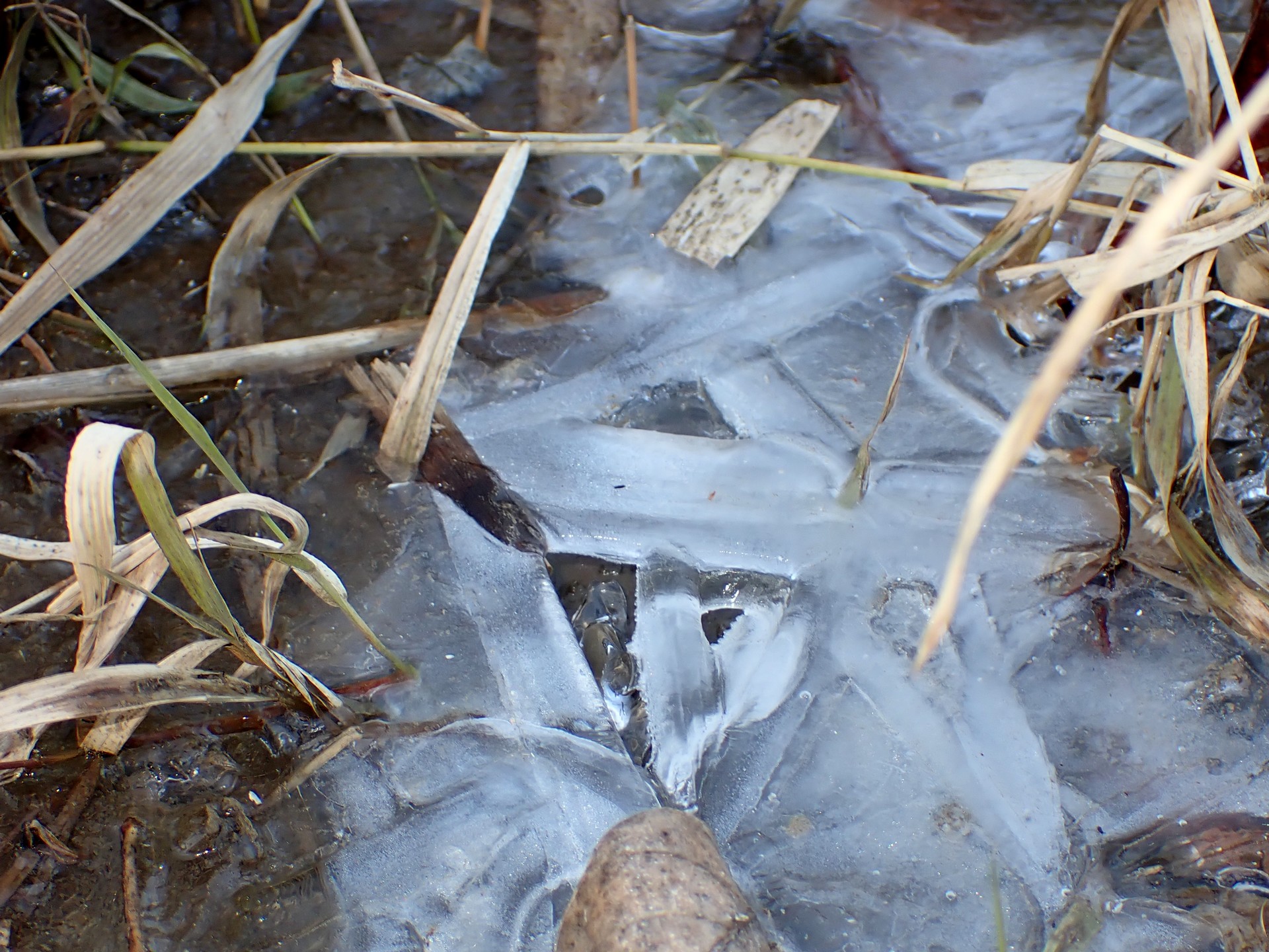 田んぼの中の氷の高画質写真です。最低気温が3.7度でも厚さ数ミリの氷が出来ています。横浜市 青葉区 寺家ふるさと村で、2024年1月8日に撮影したものです。