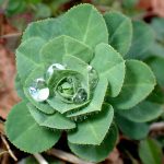 トウダイグサの高画質写真です。未だ花が付く前の葉だけの状態です。水滴が付いています。横浜市 青葉区 寺家ふるさと村で、2024年1月22日に撮影したものです。