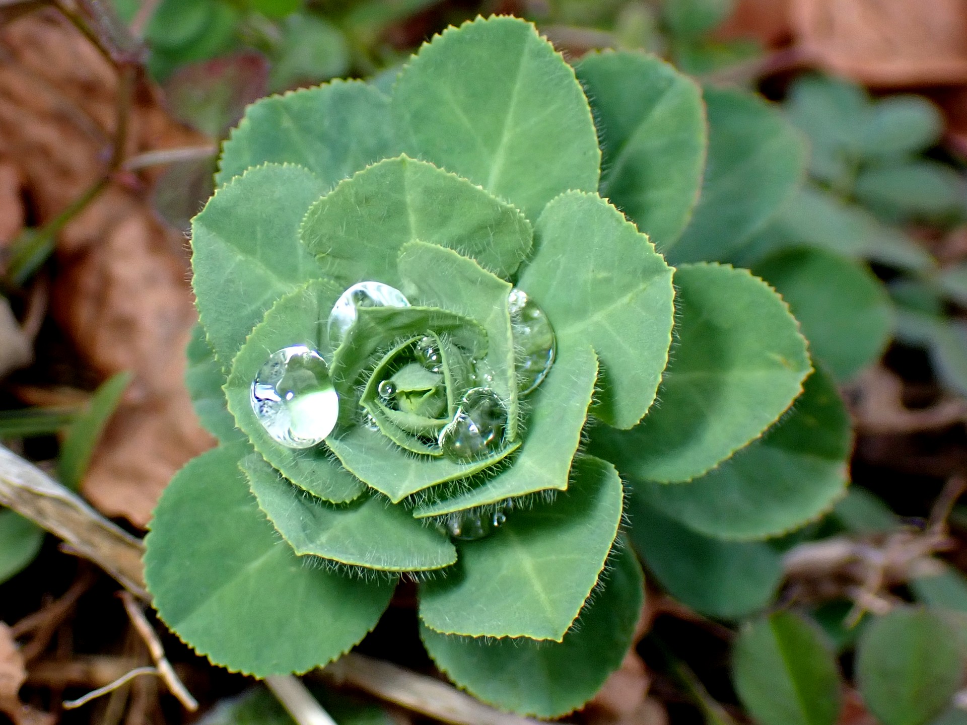 トウダイグサの高画質写真です。未だ花が付く前の葉だけの状態です。水滴が付いています。横浜市 青葉区 寺家ふるさと村で、2024年1月22日に撮影したものです。