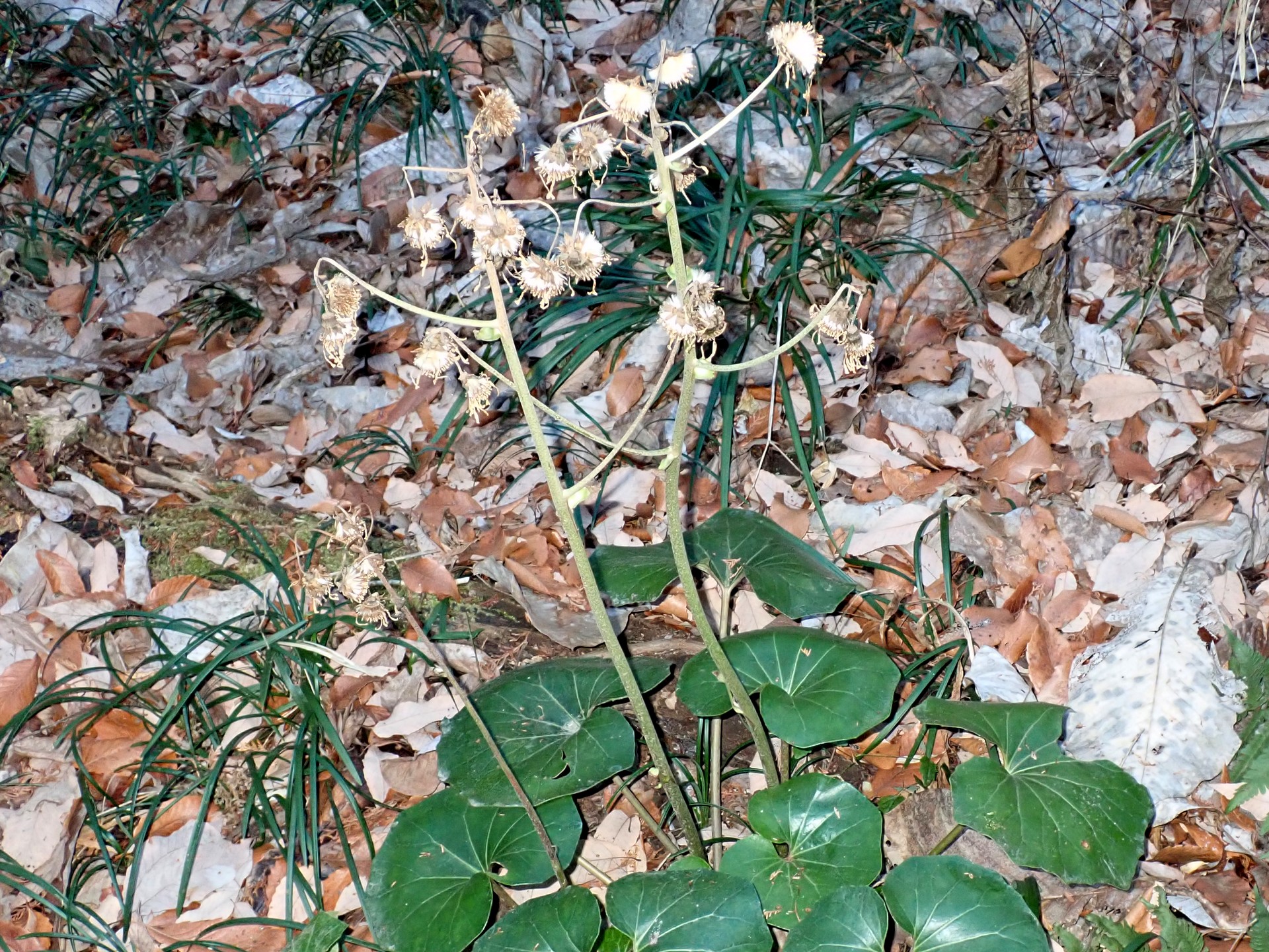 ツワブキの全体の高画質写真です。綿毛と緑の葉が写っています。横浜市 青葉区 寺家ふるさと村で、2024年1月15日に撮影したものです。