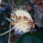 ツワブキの綿毛（冠毛）の高画質写真です。枯れた筒状花が抜け落ちる様子が写っています。横浜市 青葉区 寺家ふるさと村で、2024年1月15日に撮影したものです。