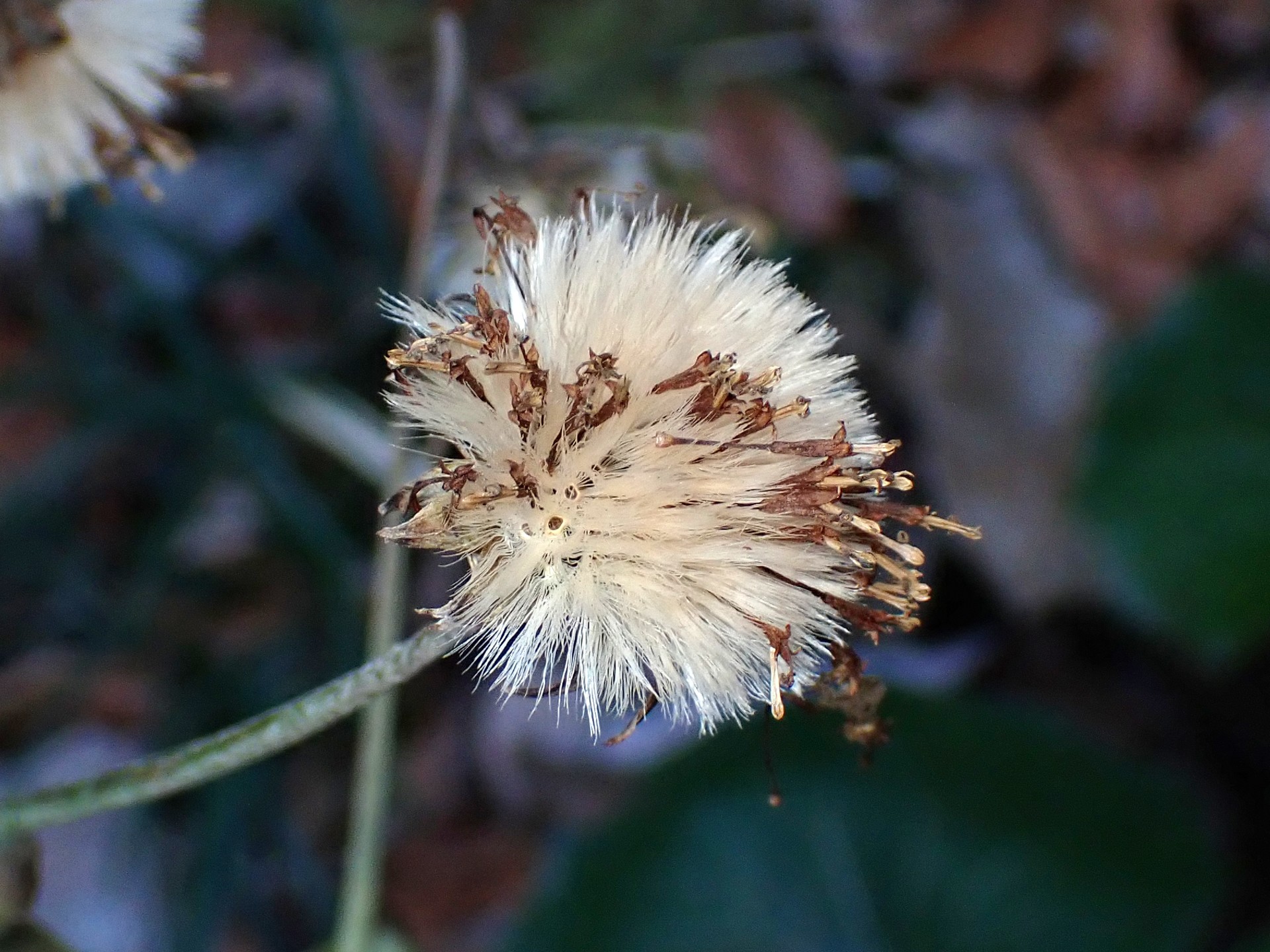 ツワブキの綿毛（冠毛）の高画質写真です。枯れた筒状花が抜け落ちる様子が写っています。横浜市 青葉区 寺家ふるさと村で、2024年1月15日に撮影したものです。