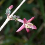 ウグイスカグラの花と蕾の高画質写真です。雄しべに黄色い花粉が付いている様子が判ります。横浜市 青葉区 寺家ふるさと村で、2024年1月14日に撮影したものです。