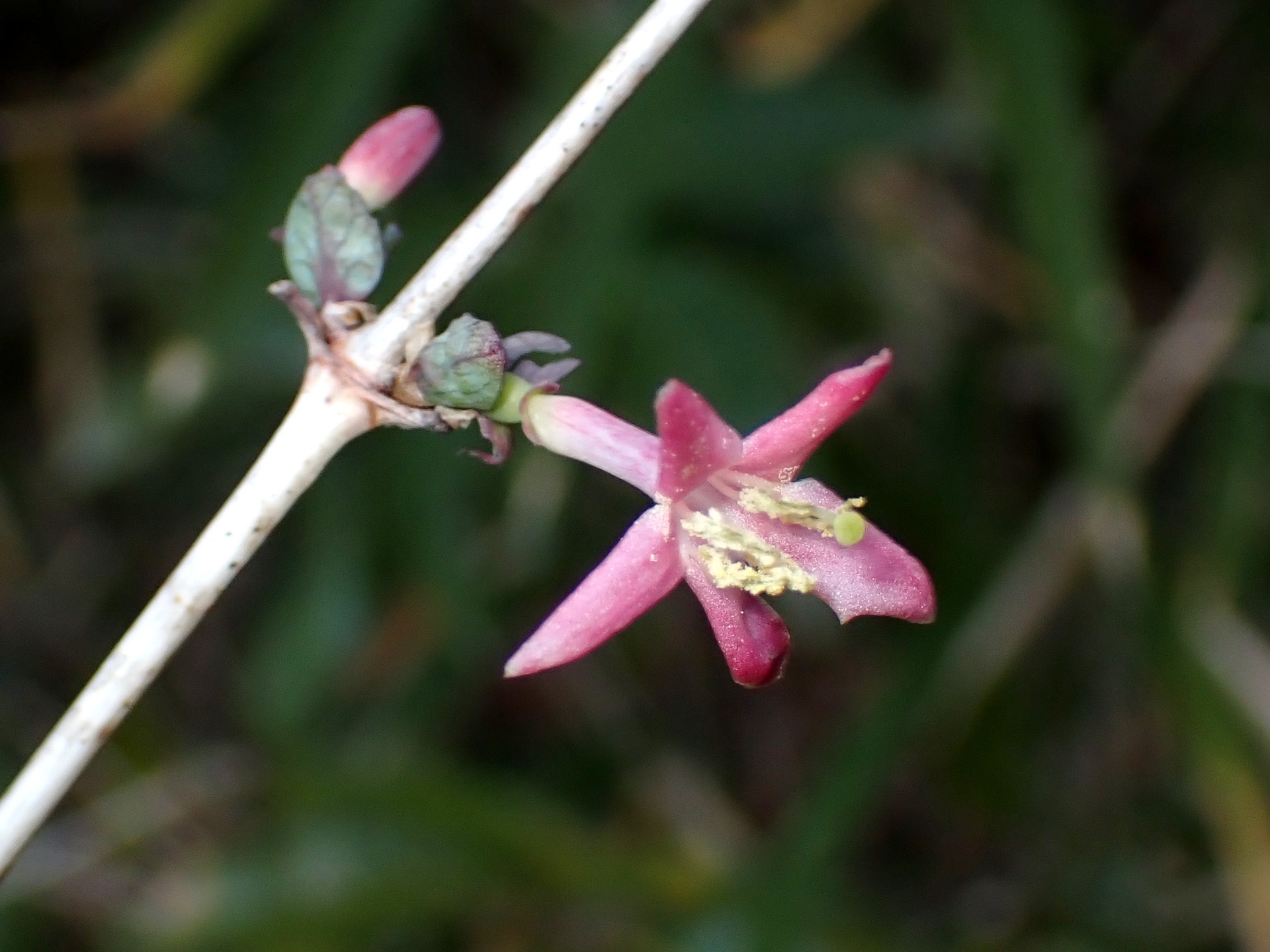 ウグイスカグラの花と蕾の高画質写真です。雄しべに黄色い花粉が付いている様子が判ります。横浜市 青葉区 寺家ふるさと村で、2024年1月14日に撮影したものです。