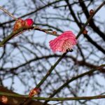 八重咲のウメの花（紅梅）の高画質写真です。つぼみも写っています。横浜市 青葉区 寺家ふるさと村付近で、2024年1月7日に撮影したものです。