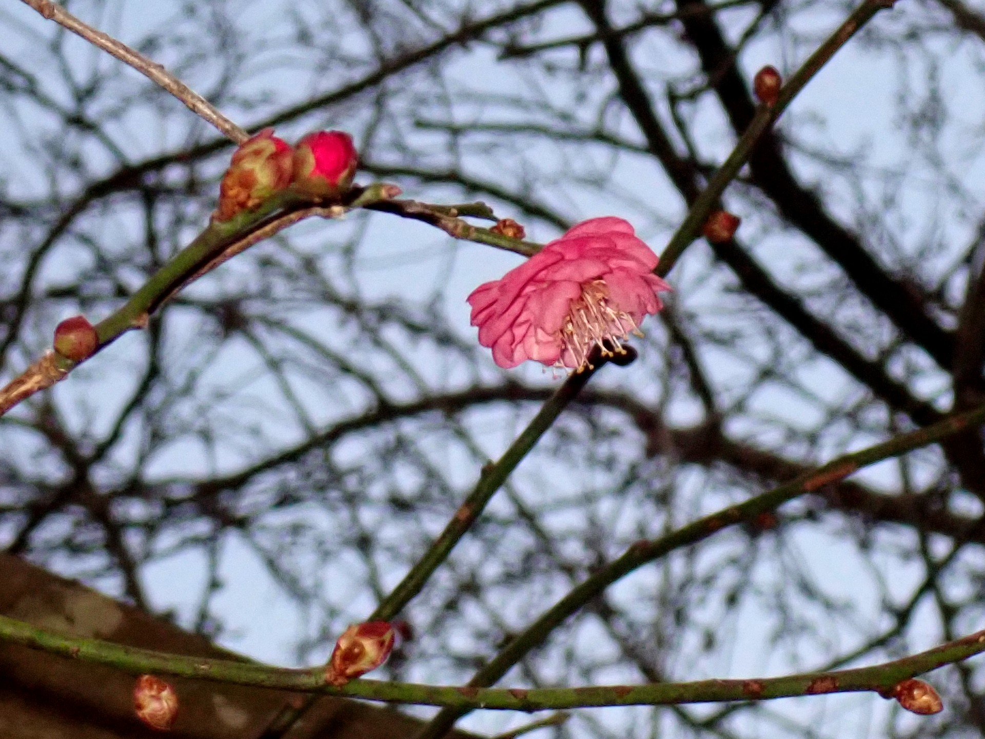八重咲のウメの花（紅梅）の高画質写真です。つぼみも写っています。横浜市 青葉区 寺家ふるさと村付近で、2024年1月7日に撮影したものです。