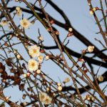 ウメ（白梅）の咲き初めの高画質写真です。数輪の花と沢山のつぼみが写っています。横浜市 青葉区 寺家ふるさと村で、2024年1月14日に撮影したものです。