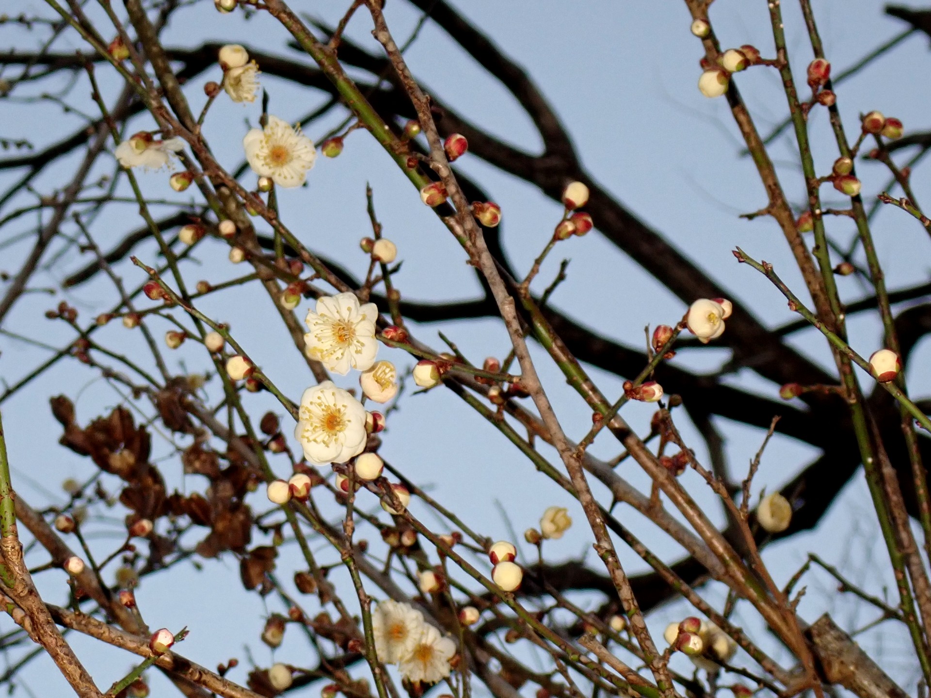 ウメ（白梅）の咲き初めの高画質写真です。数輪の花と沢山のつぼみが写っています。横浜市 青葉区 寺家ふるさと村で、2024年1月14日に撮影したものです。