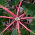 ユズリハの幼木を真上から撮った高画質写真です。葉枝と幹の赤い色が鮮やかです。横浜市 青葉区 寺家ふるさと村で、2024年1月4日に撮影したものです。