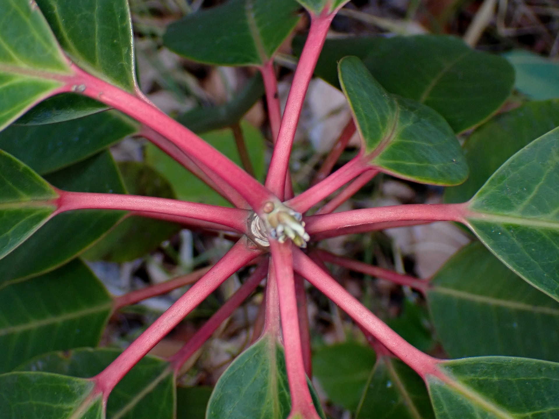 ユズリハの幼木を真上から撮った高画質写真です。葉枝と幹の赤い色が鮮やかです。横浜市 青葉区 寺家ふるさと村で、2024年1月4日に撮影したものです。