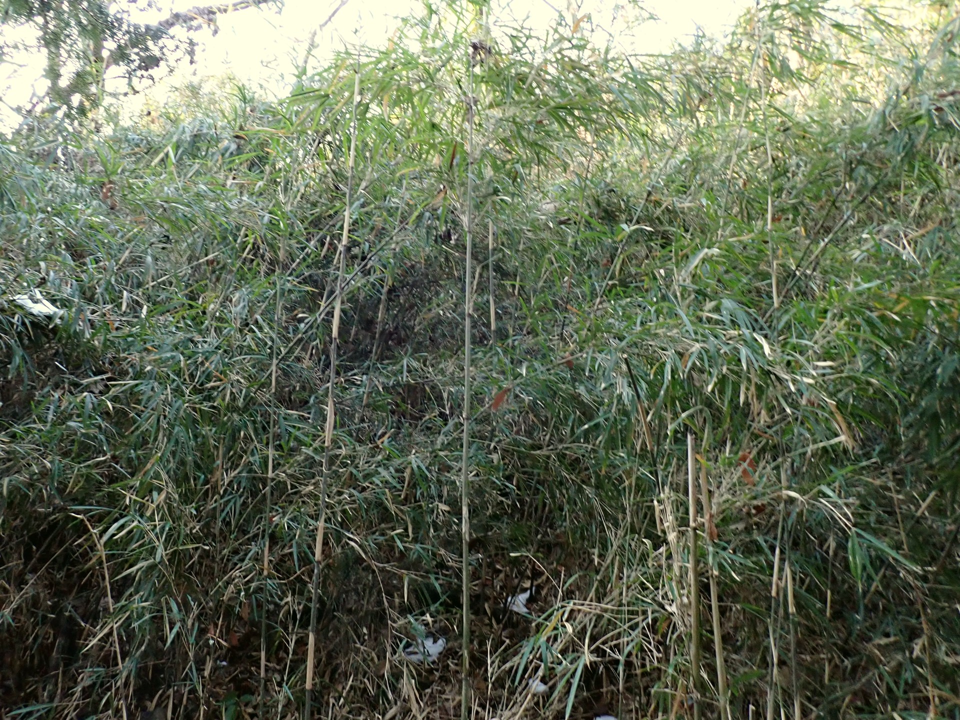 雪の重みでU字形に曲がっていたアズマネザサが再び立ち上がった写真です。横浜市 青葉区 寺家ふるさと村で、2024年2月8日に撮影したものです。