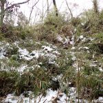 放置され高さが 5mに達したアズマネザサが雪の重みでU字形に曲がっている写真です。横浜市 青葉区 寺家ふるさと村で、2024年2月6日に撮影したものです。