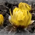 フクジュソウの花の写真です。未だ十分に開ききっていません。横浜市 青葉区 寺家ふるさと村で、2024年2月12日に撮影したものです。