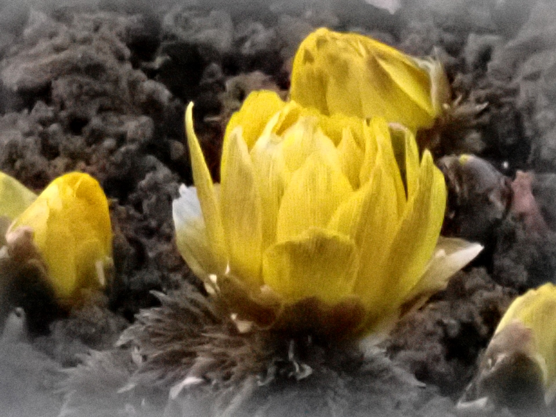 フクジュソウの花の写真です。未だ十分に開ききっていません。横浜市 青葉区 寺家ふるさと村で、2024年2月12日に撮影したものです。