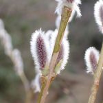 コリヤナギの高画質写真です。三輪緑地で、2024年2月16日に撮影したものです。