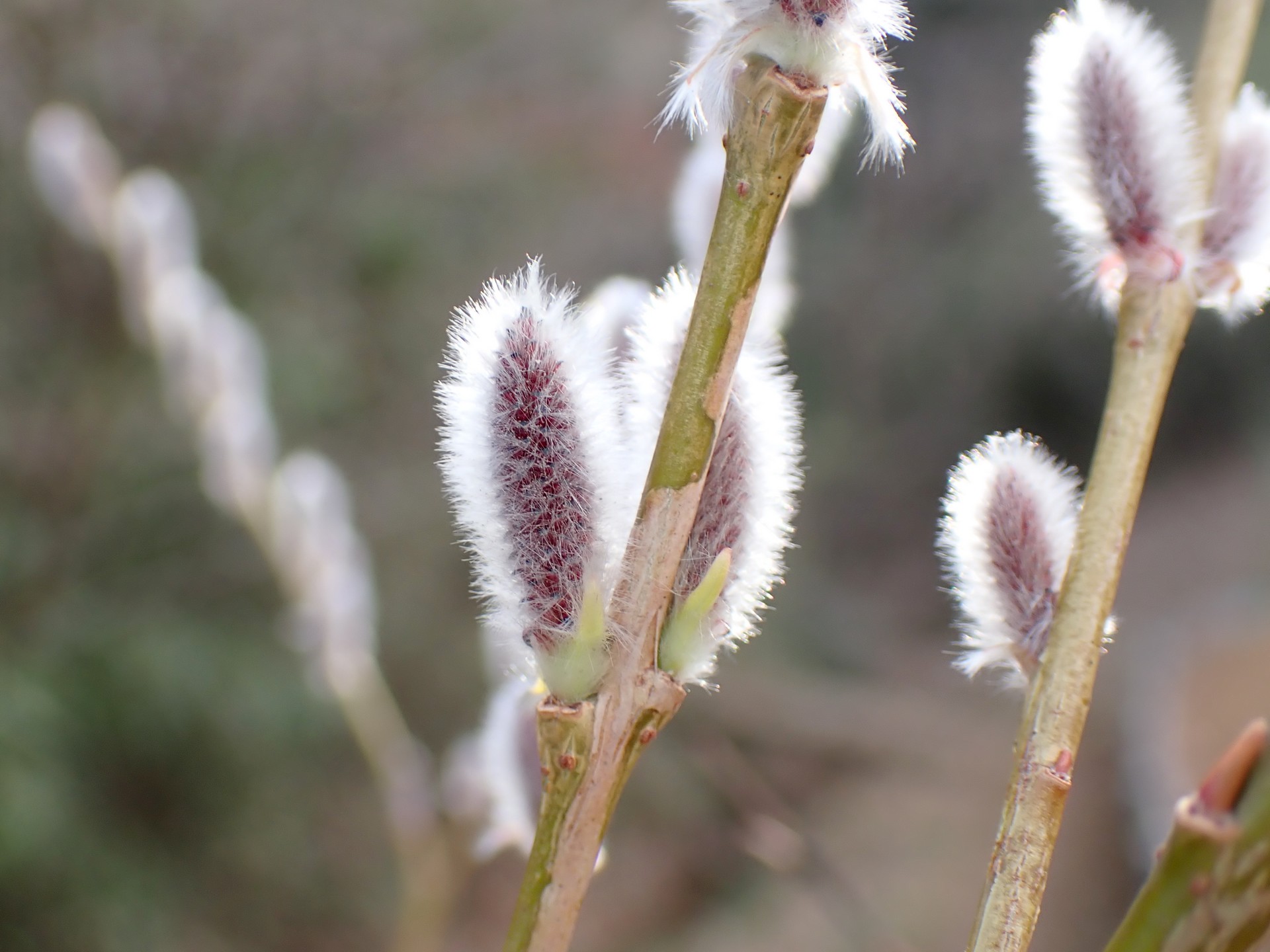 コリヤナギの高画質写真です。三輪緑地で、2024年2月16日に撮影したものです。