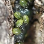 クヌギカメムシの幼虫の高画質写真です。ゼリー状の卵を包んでいた物質を食べています。横浜市 青葉区 寺家ふるさと村で、2024年2月16日に撮影したものです。