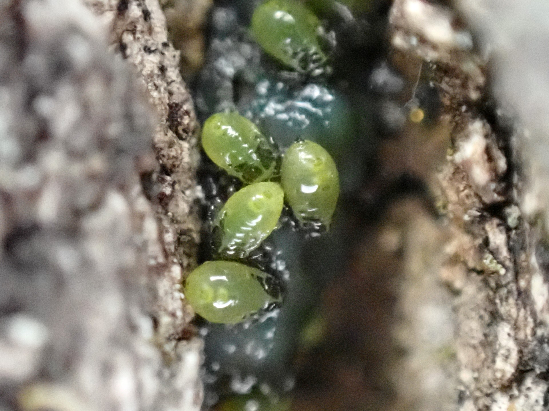 クヌギカメムシの幼虫の高画質写真です。ゼリー状の卵を包んでいた物質を食べています。横浜市 青葉区 寺家ふるさと村で、2024年2月16日に撮影したものです。