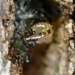 クヌギカメムシの幼虫の高画質写真です。まだゼリー状の物質を食べています。横浜市 青葉区 寺家ふるさと村で、2024年2月24日に撮影したものです。