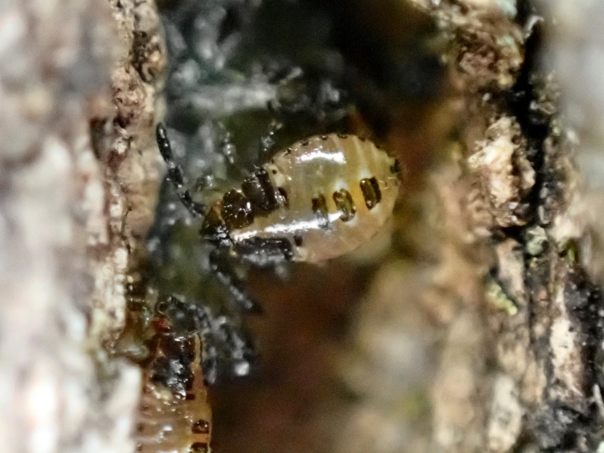 クヌギカメムシの幼虫の高画質写真です。まだゼリー状の物質を食べています。横浜市 青葉区 寺家ふるさと村で、2024年2月24日に撮影したものです。