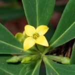 ナニワズの花の高画質写真です。横浜市 青葉区 寺家ふるさと村で、2024年2月18日に撮影したものです。