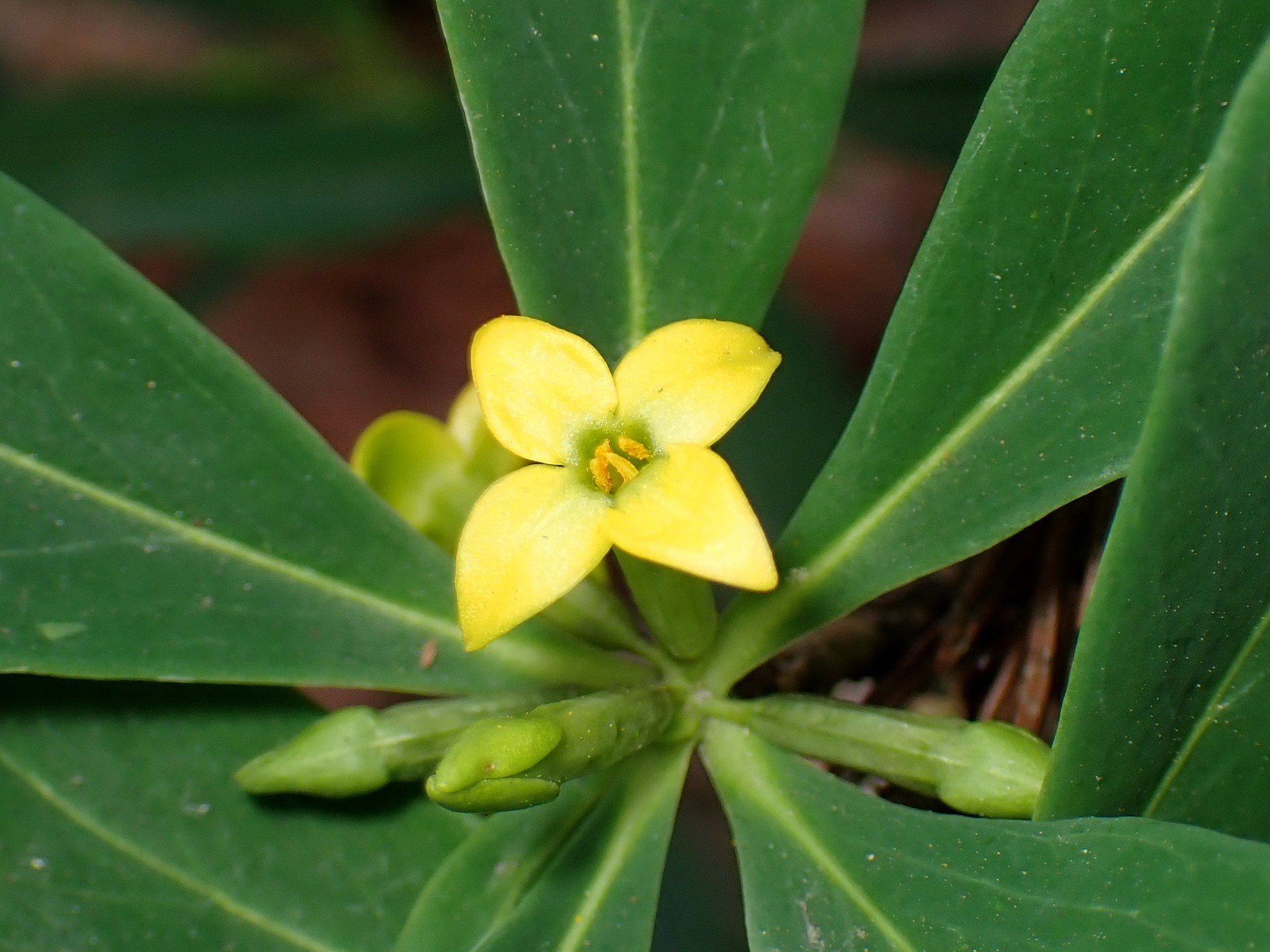 ナニワズの花の高画質写真です。横浜市 青葉区 寺家ふるさと村で、2024年2月18日に撮影したものです。