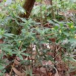 ナニワズとオニシバリが同じ場所に咲いている高画質写真です。横浜市 青葉区 寺家ふるさと村で、2024年2月24日に撮影したものです。