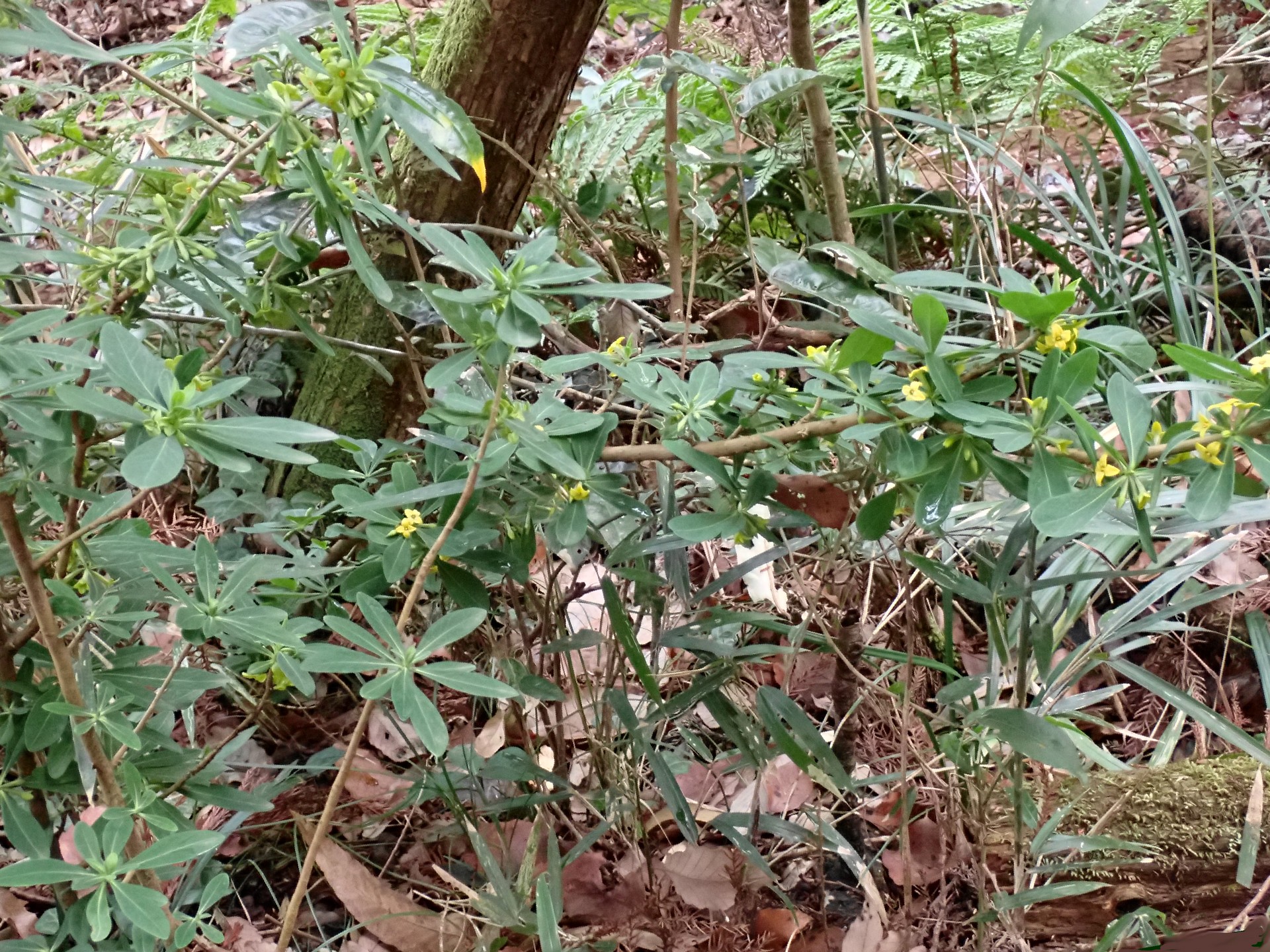 ナニワズとオニシバリが同じ場所に咲いている高画質写真です。横浜市 青葉区 寺家ふるさと村で、2024年2月24日に撮影したものです。