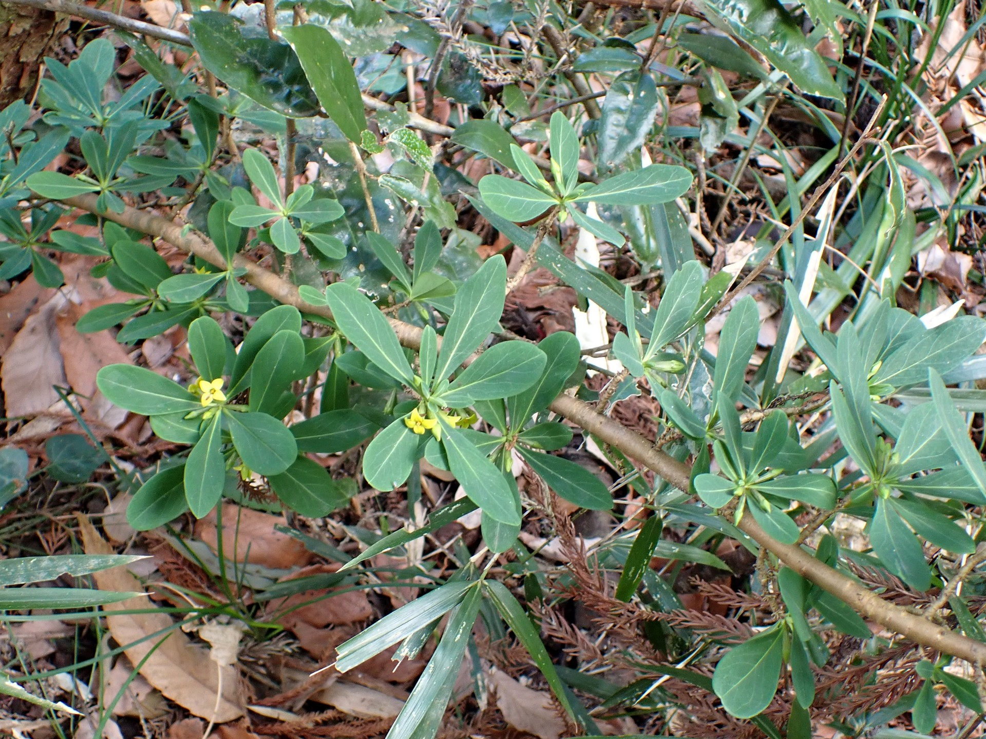 ナニワズ全体の高画質写真です。横浜市 青葉区 寺家ふるさと村で、2024年2月18日に撮影したものです。