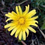 ニホンタンポポの花を上から写した高画質写真です。横浜市 青葉区 寺家ふるさと村で、2024年2月28日に撮影したものです。