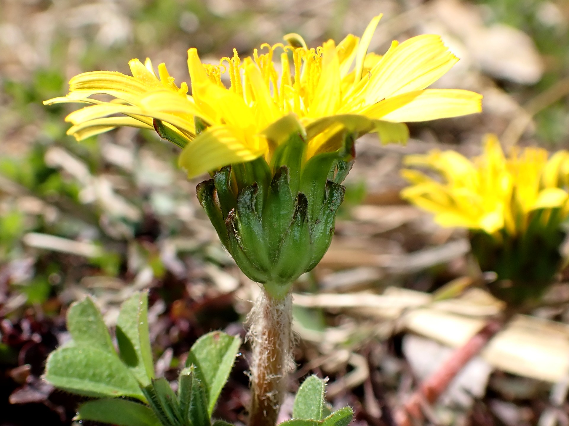 ニホンタンポポの花を横から写した高画質写真です。横浜市 青葉区 寺家ふるさと村で、2024年2月28日に撮影したものです。