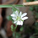 ノミノフスマの花の高画質写真です。横浜市 青葉区 寺家ふるさと村で、2024年2月16日に撮影したものです。