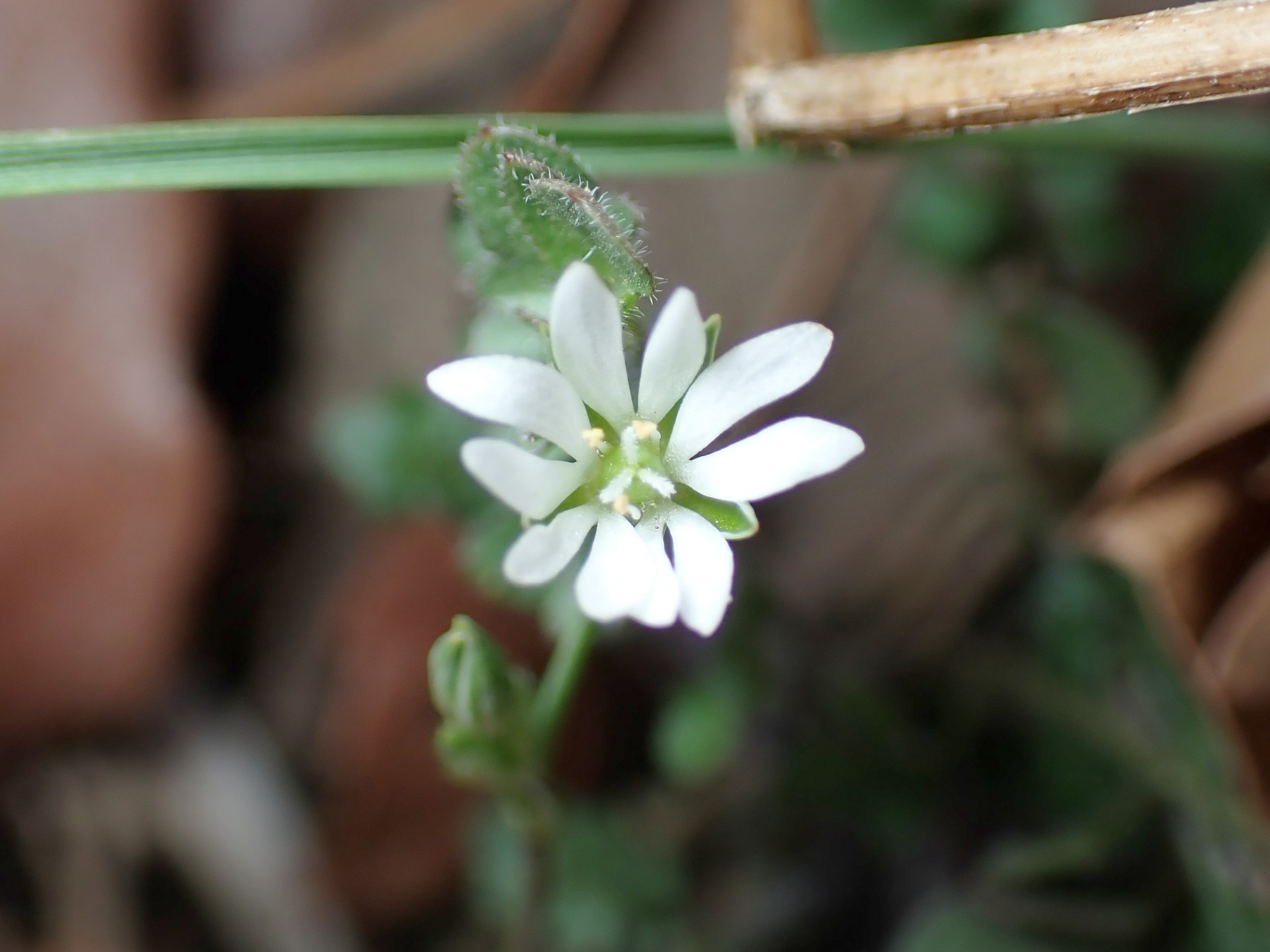 ノミノフスマの花の高画質写真です。横浜市 青葉区 寺家ふるさと村で、2024年2月16日に撮影したものです。