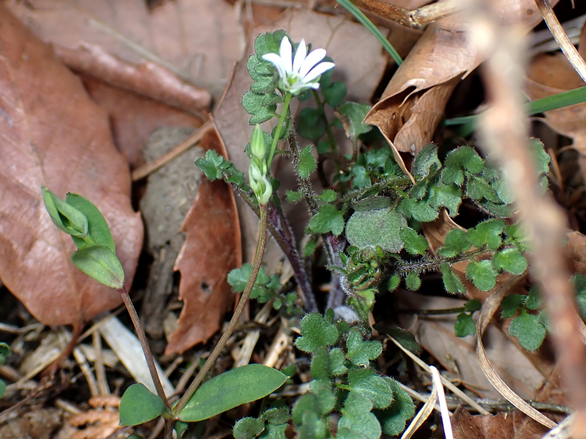 ノミノフスマの全体の高画質写真です。横浜市 青葉区 寺家ふるさと村で、2024年2月16日に撮影したものです。