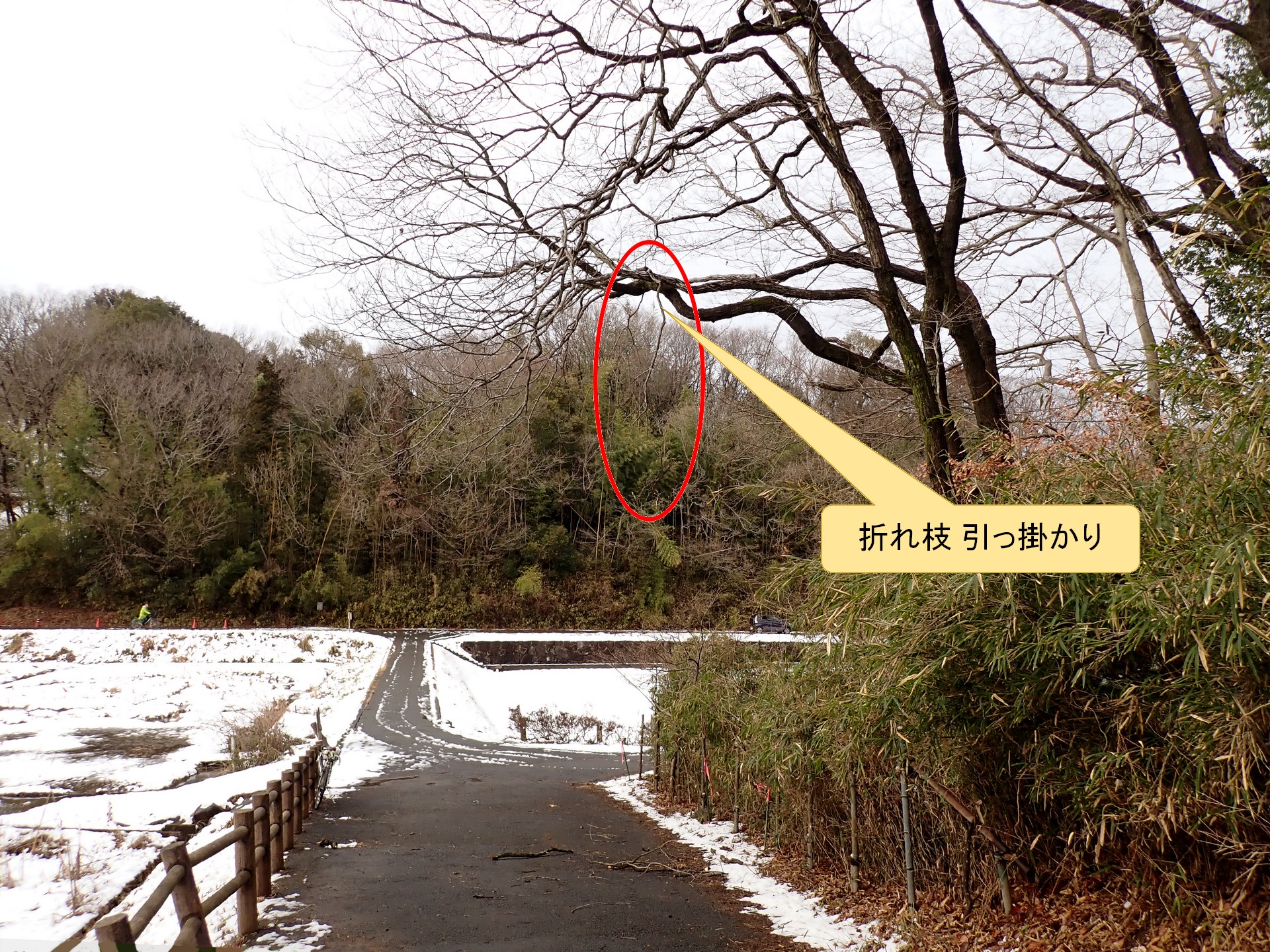 折れた枝が別の枝に引っ掛かてる高画質写真です。横浜市 青葉区 寺家ふるさと村で、2024年2月6日に撮影したものです。