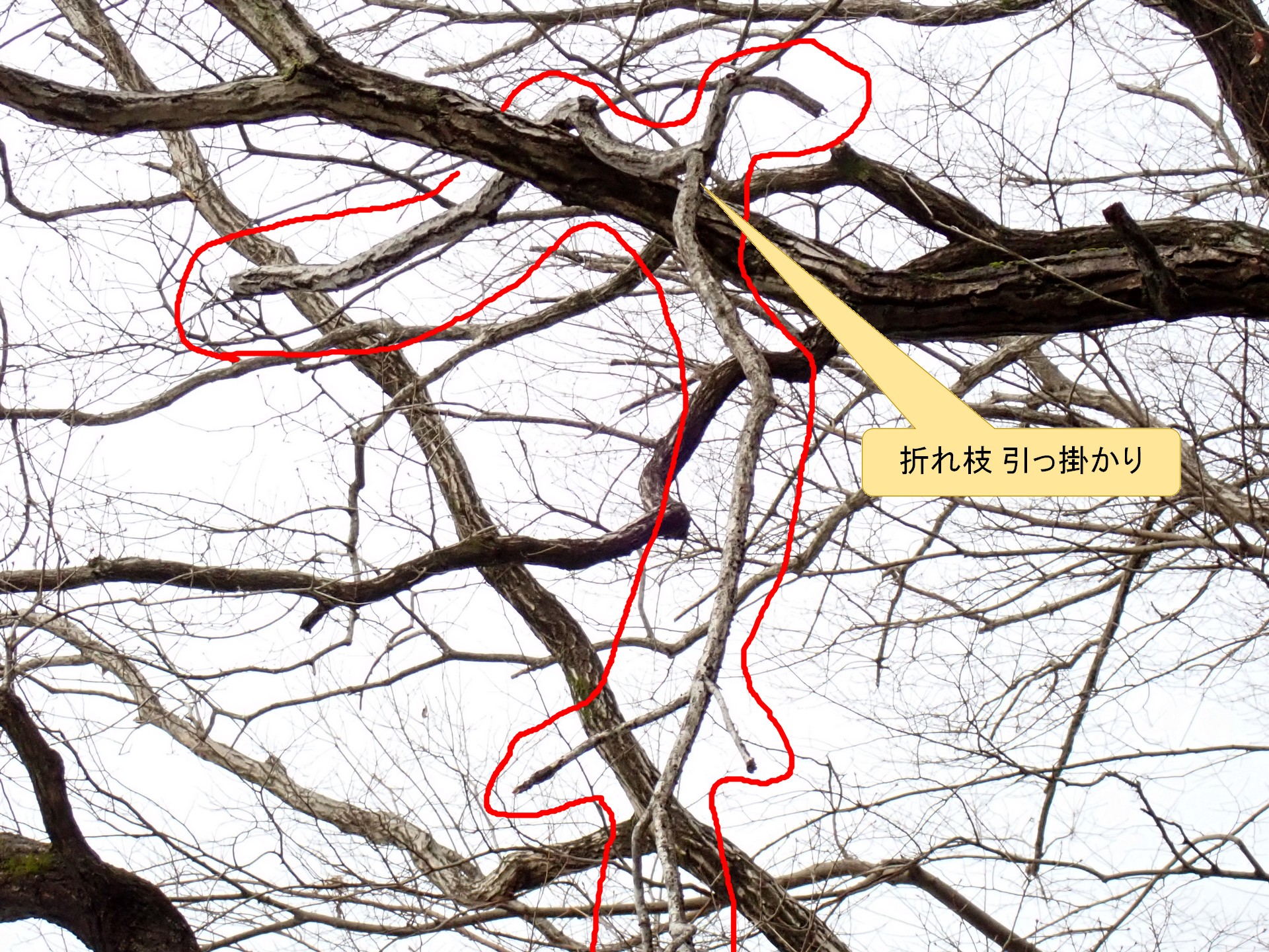 折れた枝が別の枝に引っ掛かてる高画質の拡大写真です。横浜市 青葉区 寺家ふるさと村で、2024年2月6日に撮影したものです。