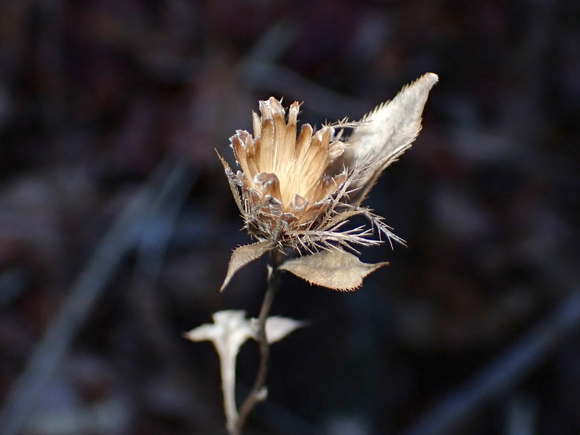 オケラの綿毛(冠毛)が飛び去った後の高画質写真です。魚の骨のような部分が残っています。横浜市 青葉区 寺家ふるさと村で、2024年2月8日に撮影したものです。