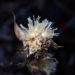 オケラの綿毛（冠毛）の高画質写真です。二つの冠毛が開き種を飛ばそうとしています。横浜市 青葉区 寺家ふるさと村で、2024年2月8日に撮影したものです。