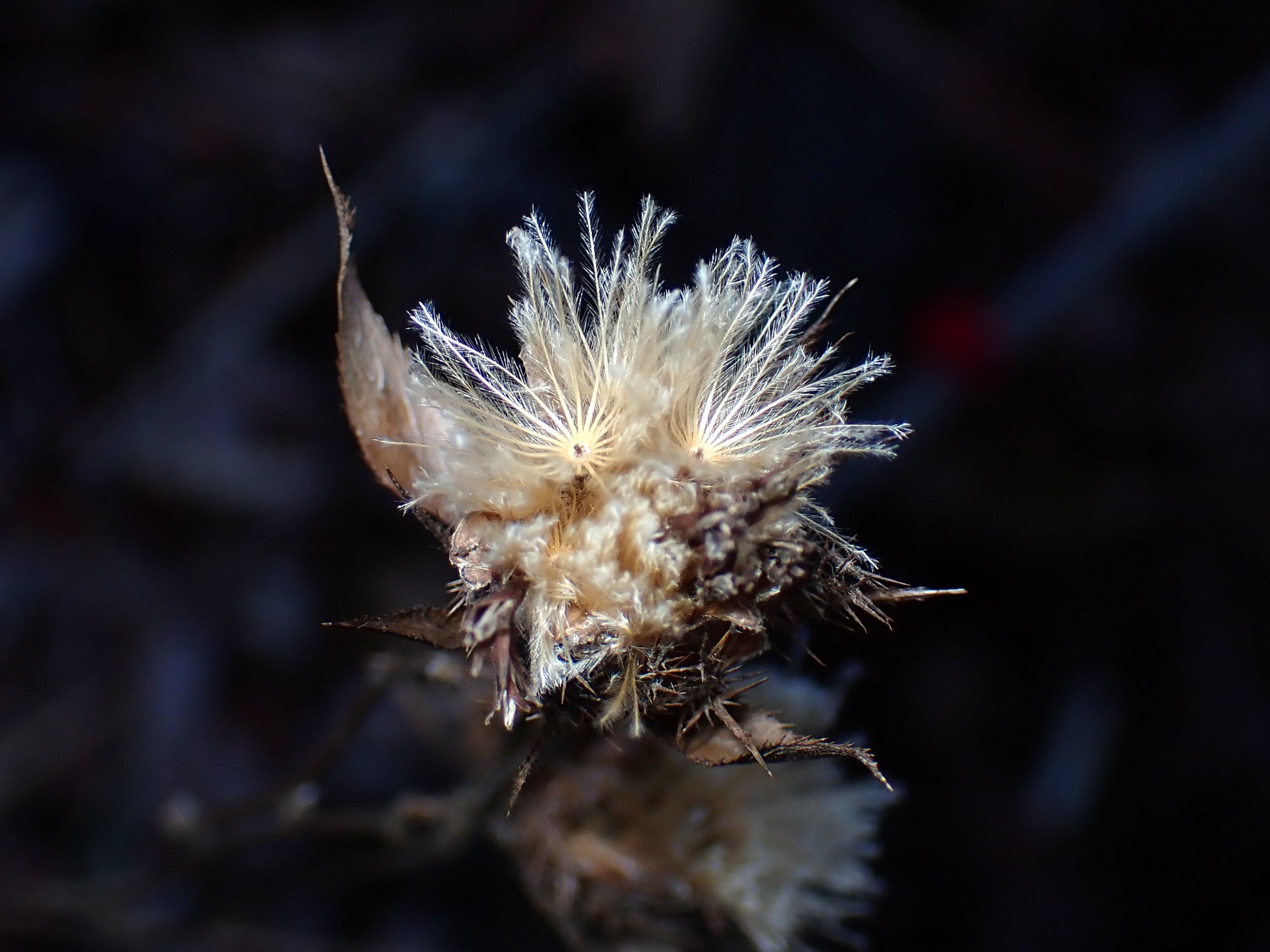 オケラの綿毛(冠毛)の高画質写真です。二つの冠毛が開き種を飛ばそうとしています。横浜市 青葉区 寺家ふるさと村で、2024年2月8日に撮影したものです。